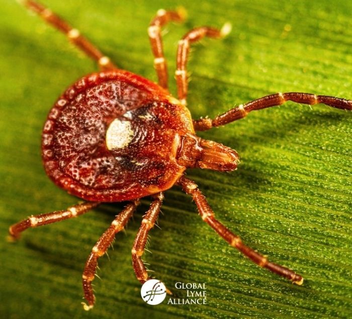 Ticks Causing Red Meat Allergy All About Alpha Gal Syndrome